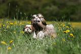 SHIH TZU 260